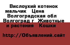 Вислоухий котенок мальчик › Цена ­ 2 000 - Волгоградская обл., Волгоград г. Животные и растения » Кошки   